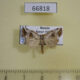 66818p Noctuidae Elaphria venustula Amur reg. $9