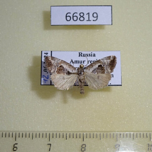 Noctuidae Elaphria venustula Amur reg.