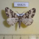 66825p Geometridae Deileptenia mandschuricaria Amur reg. $5