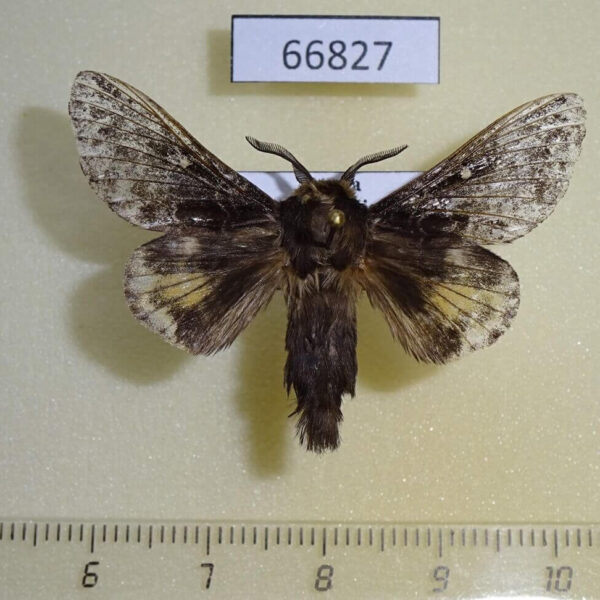 Lasiocampidae Bhima idiota Amur reg.