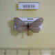 66836p Psychidae sp. Transbaikal reg. $8