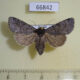 66842p Noctuidae Lasionycta skraelingia f Transbaikal reg. $30