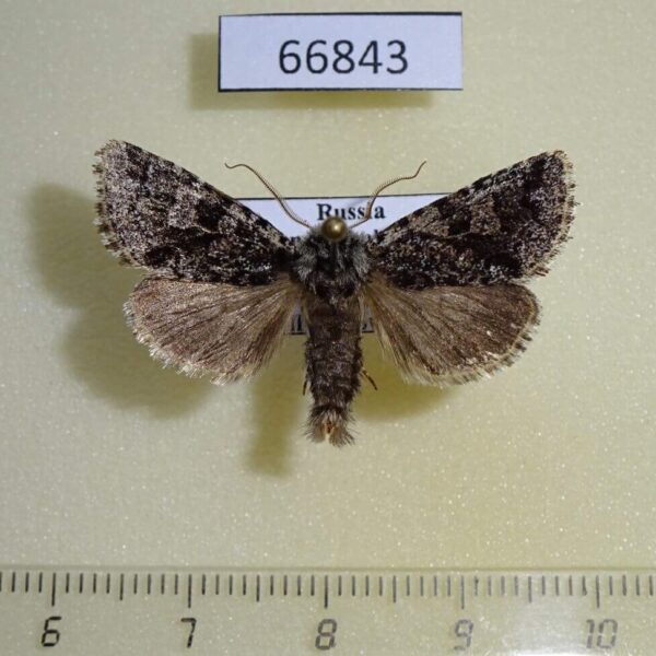 Noctuidae Feralia sauberi Transbaikal reg.