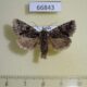 66843p Noctuidae Feralia sauberi Transbaikal reg. $8