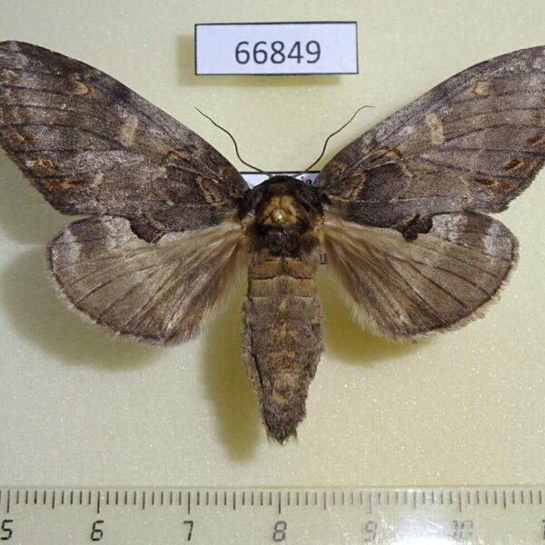 Notodontiidae Peridea elzet f Primorye