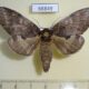 66849p Notodontiidae Peridea elzet f Primorye $15
