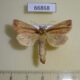 66868p Noctuidae Capsula aerata Primorye $30