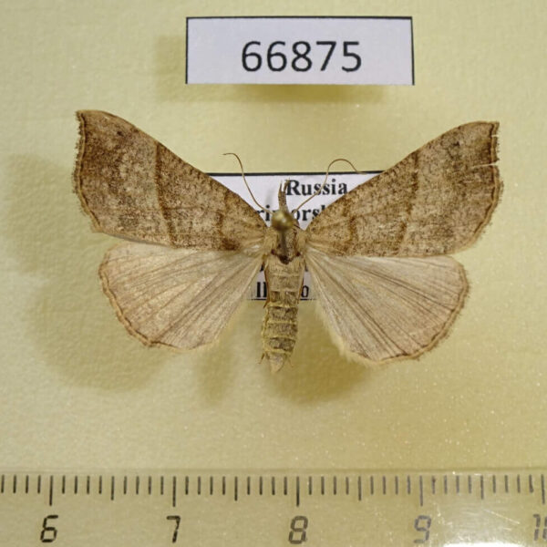 Noctuidae Hypena proboscidalis Primorye