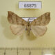 66875p Noctuidae Hypena proboscidalis Primorye $7