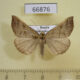 66876p Noctuidae Hypena proboscidalis Primorye $6