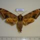 66885p Spingidae Ambulyx tobii Primorye $15