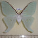 66887p Saturniidae Actias dulcinea f Primorye $20