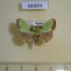 66894p Limacodidae Parasa sinica Primorye $5