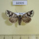 66909p Noctuidae Feralia sauberi f Evreiskaya AO $12