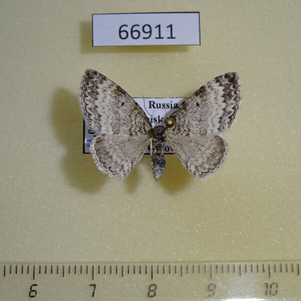 Geometridae Solitanea defricata Evreiskaya AO