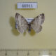 66911p Geometridae Solitanea defricata Evreiskaya AO $6