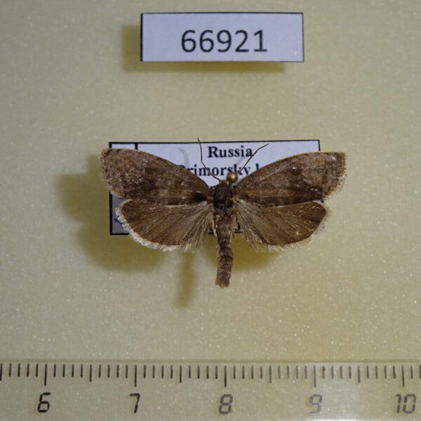 Tortricidae Pseudosciaphila branderiana Primorye