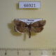 66921p Tortricidae Pseudosciaphila branderiana Primorye $6