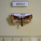 66922p Tortricidae Archips breviplicanus Primorye $6