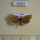 66924p Tortricidae Ptycholoma lecheana Primorye $6