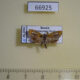 66925p Tortricidae Olethreutes captiosana Primorye $7