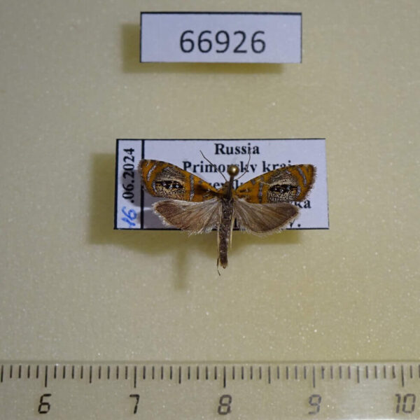 Tortricidae Olethreutes captiosana Primorye