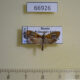 66926p Tortricidae Olethreutes captiosana Primorye $7