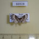 66928p Geometridae Hydrelia parvulata Primorye $7