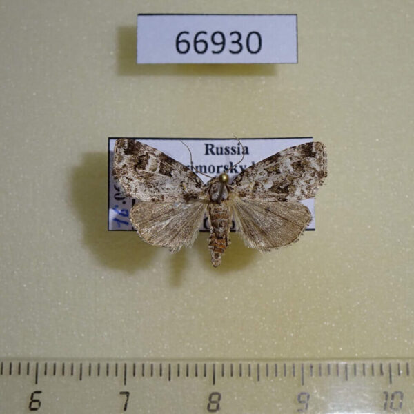 Noctuidae Koyaga magninumisma Primorye