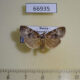 66935p Noctuidae Chorsia mollicula Primorye $12