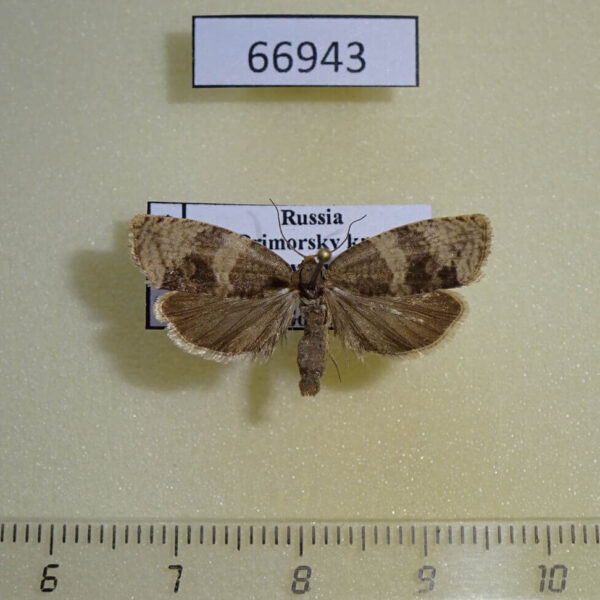 Tortricidae Pseudosciaphila branderiana Primorye