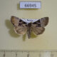 66945p Noctuidae Eucarta fasciata Primorye $8