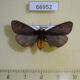 66952p Arctiidae Epatolmis caesarea Primorye $12