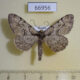 66956p Geometridae Heterarmia dissimilis Primorye $6
