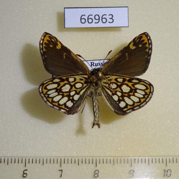 Hesperiidae Heteropterus morpheus Primorye