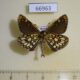 66963p Hesperidae Heteropterus morpheus Primorye $8