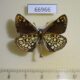 66966p Hesperidae Heteropterus morpheus Primorye $8