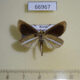66967p Hesperidae Leptalina unicolor Primorye $15