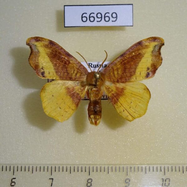 Drepanidae Oreta pulchripes Primorye