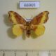 66969p Drepanidae Oreta pulchripes Primorye $6