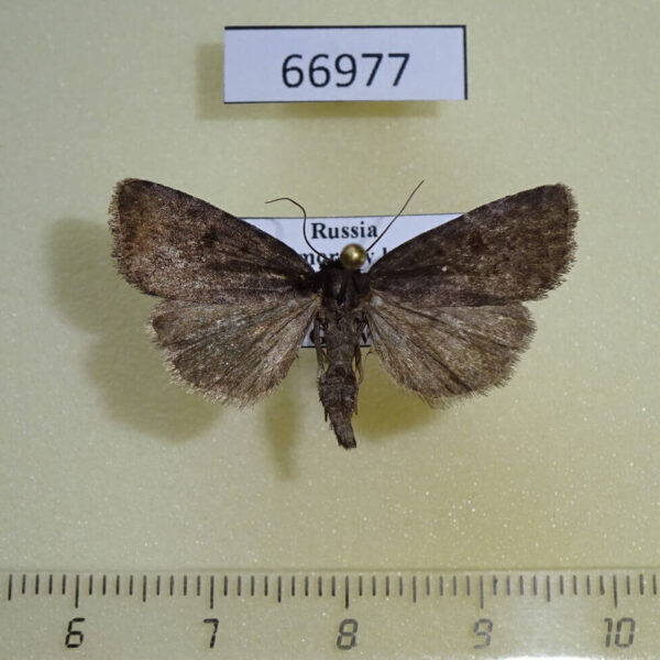 Noctuidae Stygiodrina maurella Primorye