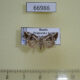 66986p Noctuidae Elaphria venustula Primorye $9