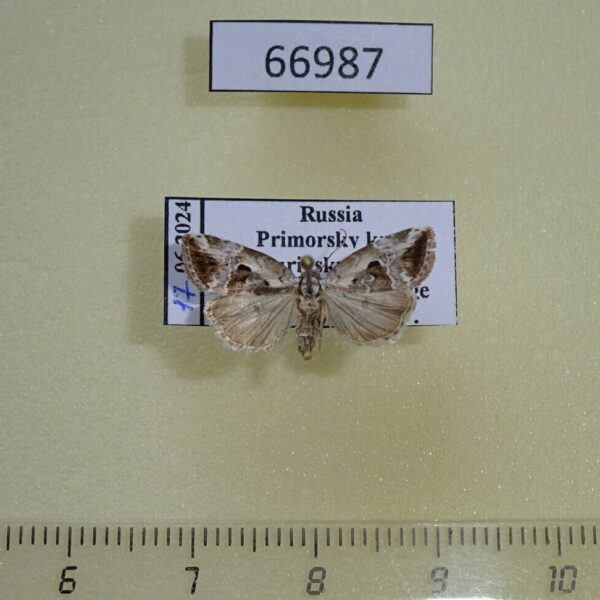 Noctuidae Elaphria venustula Primorye