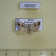 66987p Noctuidae Elaphria venustula Primorye $5