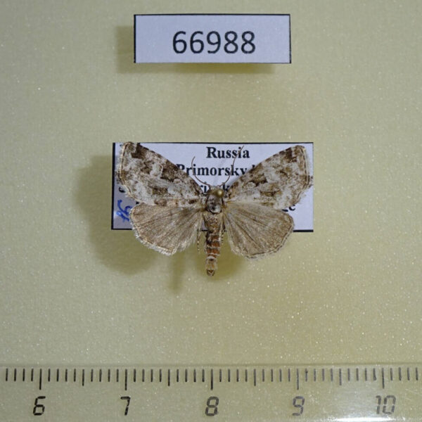 Noctuidae Koyaga magninumisma Primorye