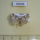 66988p Noctuidae Koyaga magninumisma Primorye $7