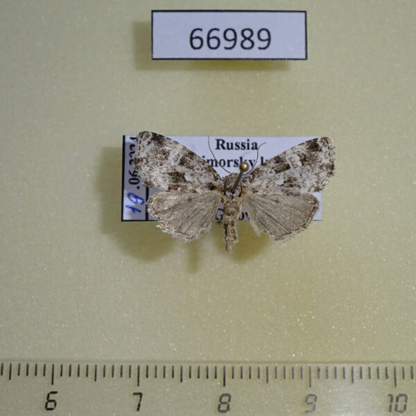 Noctuidae Koyaga magninumisma Primorye