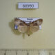 66990p Noctuidae Chorsia mollicula Primorye $10