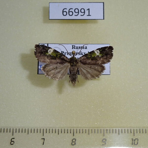 Noctuidae Prometopus flavicollis Primorye