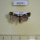 66991p Noctuidae Prometopus flavicollis Primorye $8